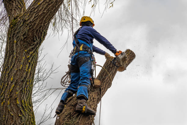 The Steps Involved in Our Tree Care Process in Annandale, MN